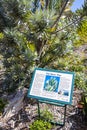 The silver tree Leucadendron argenteum green turquoise information sign, Kirstenbosch Royalty Free Stock Photo