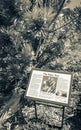 The silver tree Leucadendron argenteum green turquoise information sign, Kirstenbosch Royalty Free Stock Photo