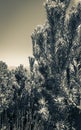 Silver tree Leucadendron argenteum in Kirstenbosch National Botanical Garden Royalty Free Stock Photo