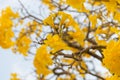 Silver trumpet tree Royalty Free Stock Photo