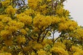 Silver trumpet tree flowers blooming during summer in Thailand Royalty Free Stock Photo