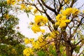 Silver trumpet tree Royalty Free Stock Photo