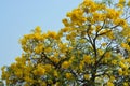 Silver trumpet tree Royalty Free Stock Photo