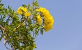 Silver trumpet tree, Tree of gold, Paraguayan silver trumpet tree (scientific name: Tabebuia aurea) Royalty Free Stock Photo