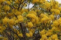 Silver trumpet tree flowers blooming during summer in Thailand Royalty Free Stock Photo