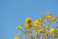 Silver Trumpet Tree, Tree of Gold Royalty Free Stock Photo