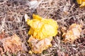 Silver Tumpet Dwarf Golden Trumpet on underfoot