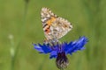 Butterfly sitting on blue cornflower in green grass Royalty Free Stock Photo