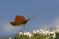 Silver-washed Fritillary (Argynnis paphia) Royalty Free Stock Photo