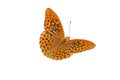 Silver-washed Fritillary (Argynnis paphia) Royalty Free Stock Photo