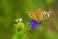 Silver-washed fritillary, Argynnis paphia Royalty Free Stock Photo