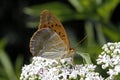 Silver-washed fritillary (Argynnis paphia)