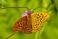 Silver-washed fritillary,Argynnis paphia Royalty Free Stock Photo