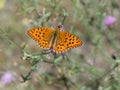 Silver-washed fritillary (Argynnis paphia) Royalty Free Stock Photo