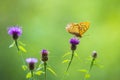 Silver-washed fritillary, Argynnis paphia, butterfly closeup Royalty Free Stock Photo