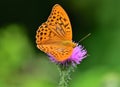 Silver-washed fritillary Argynnis paphia butterfly with green background Royalty Free Stock Photo