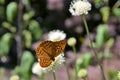 Silver-washed fritillary butterfly on the flower Royalty Free Stock Photo