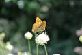 Silver-washed fritillary butterfly on the flower Royalty Free Stock Photo