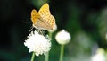 Silver-washed fritillary butterfly on the flower Royalty Free Stock Photo