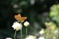 Silver-washed fritillary butterfly on the flower Royalty Free Stock Photo