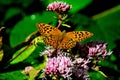 Silver washed fritillary. Argynnis paphia Royalty Free Stock Photo