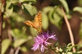 Silver-washed fritillary butterfly Royalty Free Stock Photo