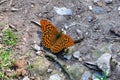Silver-washed Fritillary - Argynnis paphia Butterfly, Wiltshire, England, UK Royalty Free Stock Photo