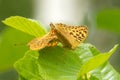 Mating silver-washed fritillarys on a green alder leaf