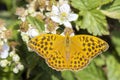 Silver-washed fritillary, Argynnis paphia, female butterfly closeup Royalty Free Stock Photo
