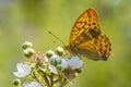 Silver-washed fritillary, Argynnis paphia, female butterfly closeup Royalty Free Stock Photo