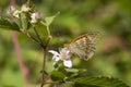 Silver-washed Fritillary female butterfly foraging Royalty Free Stock Photo