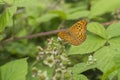 Silver-washed Fritillary male butterfly on Bramble Royalty Free Stock Photo