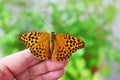 Silver-washed fritillary Argynnis paphia female Royalty Free Stock Photo