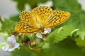 Silver-washed fritillary  Argynnis paphia  male butterfly closeup Royalty Free Stock Photo