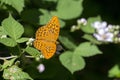 Silver-washed Fritillary male butterfly on Bramble Royalty Free Stock Photo