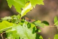 Silver-washed Fritillary Argynnis paphia , male. Orange dotted butterfly Royalty Free Stock Photo