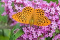 Silver-washed fritillary - Argynnis paphia Royalty Free Stock Photo