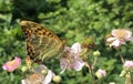 Silver-washed fritillary Argynnis paphia Royalty Free Stock Photo