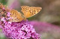 Silver-washed Fritillary or Argynnis paphia sitting on a pink fl Royalty Free Stock Photo