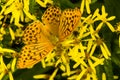 Silver-washed fritillary - Argynnis paphia Royalty Free Stock Photo