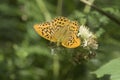 Silver washed fritillary butterfly