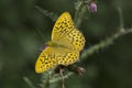 Silver washed fritillary butterfly Royalty Free Stock Photo