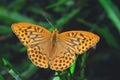 Silver-washed fritillary butterfly Royalty Free Stock Photo