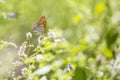 Silver-washed fritillary butterfly Argynnis paphia closeup Royalty Free Stock Photo