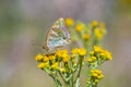 Silver-washed fritillary butterfly, Argynnis paphia, closeup Royalty Free Stock Photo