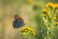 Silver-washed fritillary butterfly, Argynnis paphia, closeup Royalty Free Stock Photo