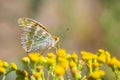 Silver-washed fritillary butterfly, Argynnis paphia, closeup Royalty Free Stock Photo