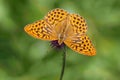 Silver-washed Fritillary Butterfly - Argynnis paphia feeding. Royalty Free Stock Photo