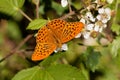 Silver washed fritillary butterfly Argynnis paphia Royalty Free Stock Photo