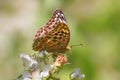Silver-washed Fritillary Butterfly - Argynnis paphia form Valezina. Royalty Free Stock Photo